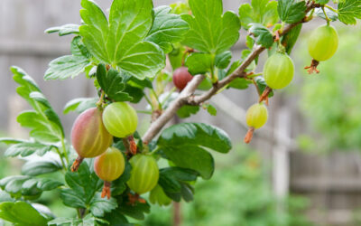 Jak ciąć agrest, żeby owocował obficie: terminy, technika i błędy początkujących